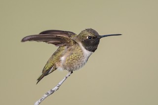 Black-chinned Hummingbird