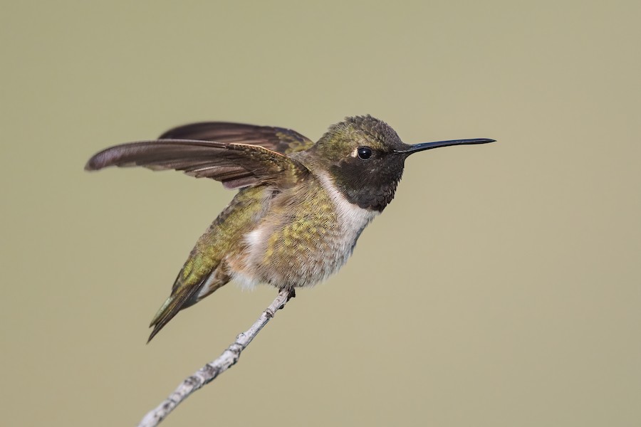 Black-chinned Hummingbird