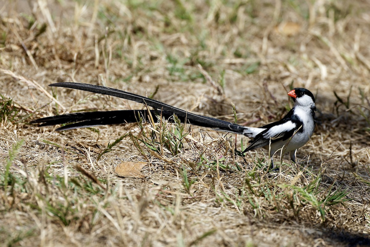 Pin-tailed Whydah - ML585182961
