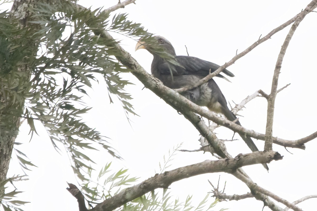 Malabar Gray Hornbill - ML585185721