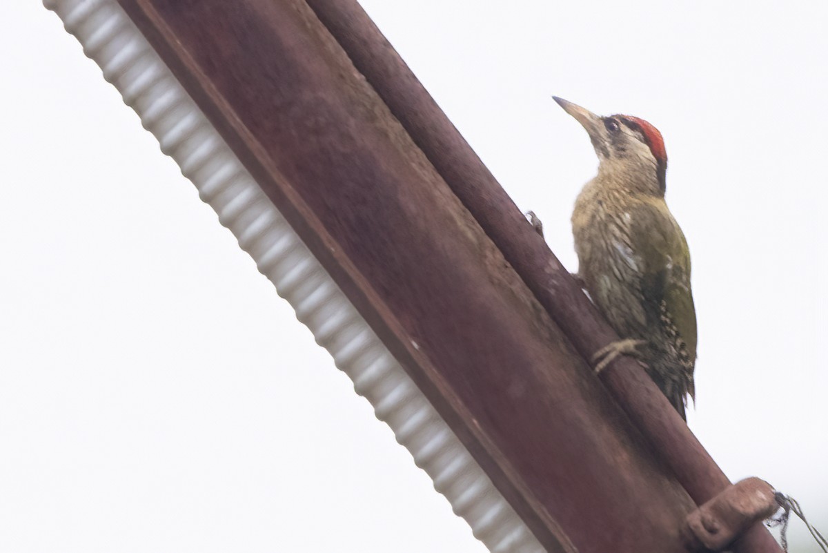 Streak-throated Woodpecker - ML585185841