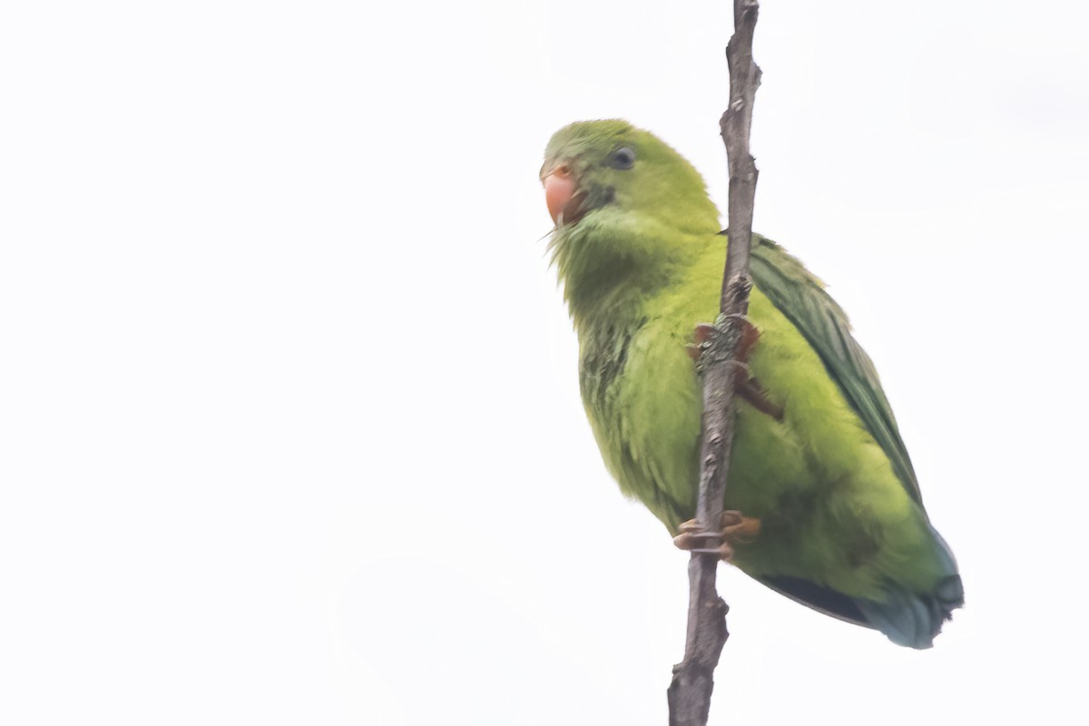 Vernal Hanging-Parrot - Ravi Jesudas