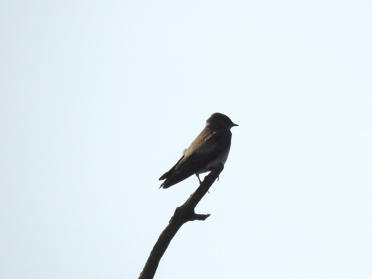 Northern Rough-winged Swallow - ML585191751