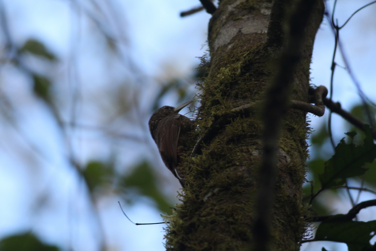 Spotted Woodcreeper - ML585196191