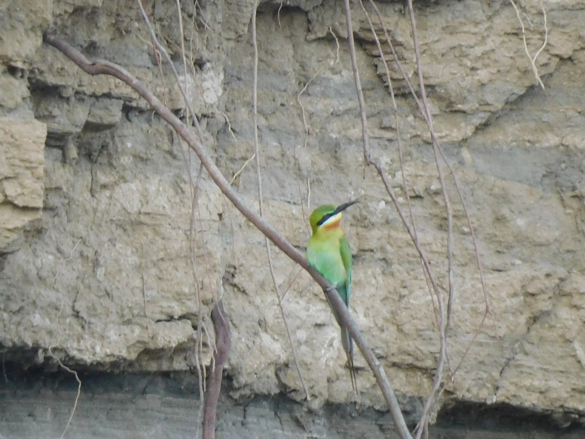 Blue-tailed Bee-eater - ML585198371