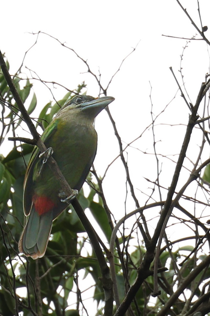 Red-vented Barbet - ML585199111