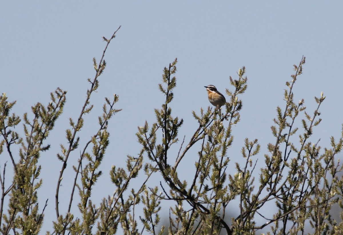 Whinchat - ML585207011