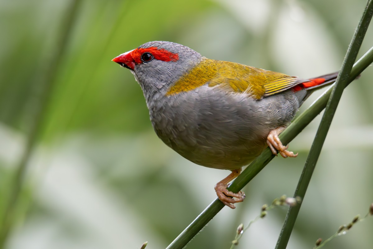 Red-browed Firetail - ML585210541