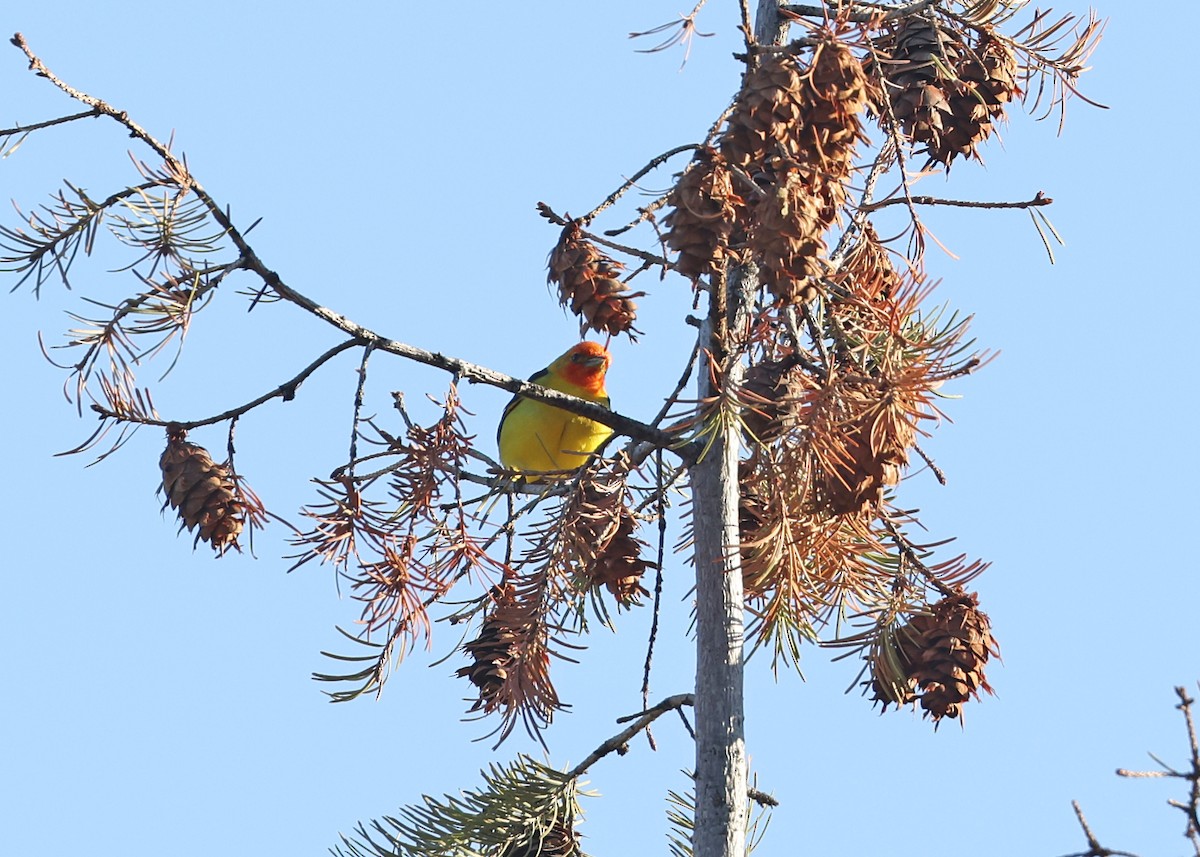 Western Tanager - ML585210611