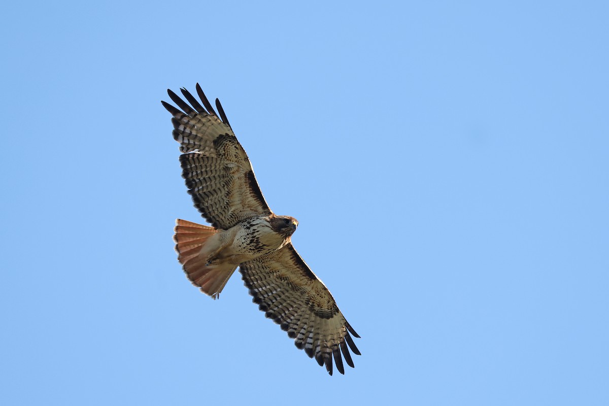 Red-tailed Hawk - ML585210741
