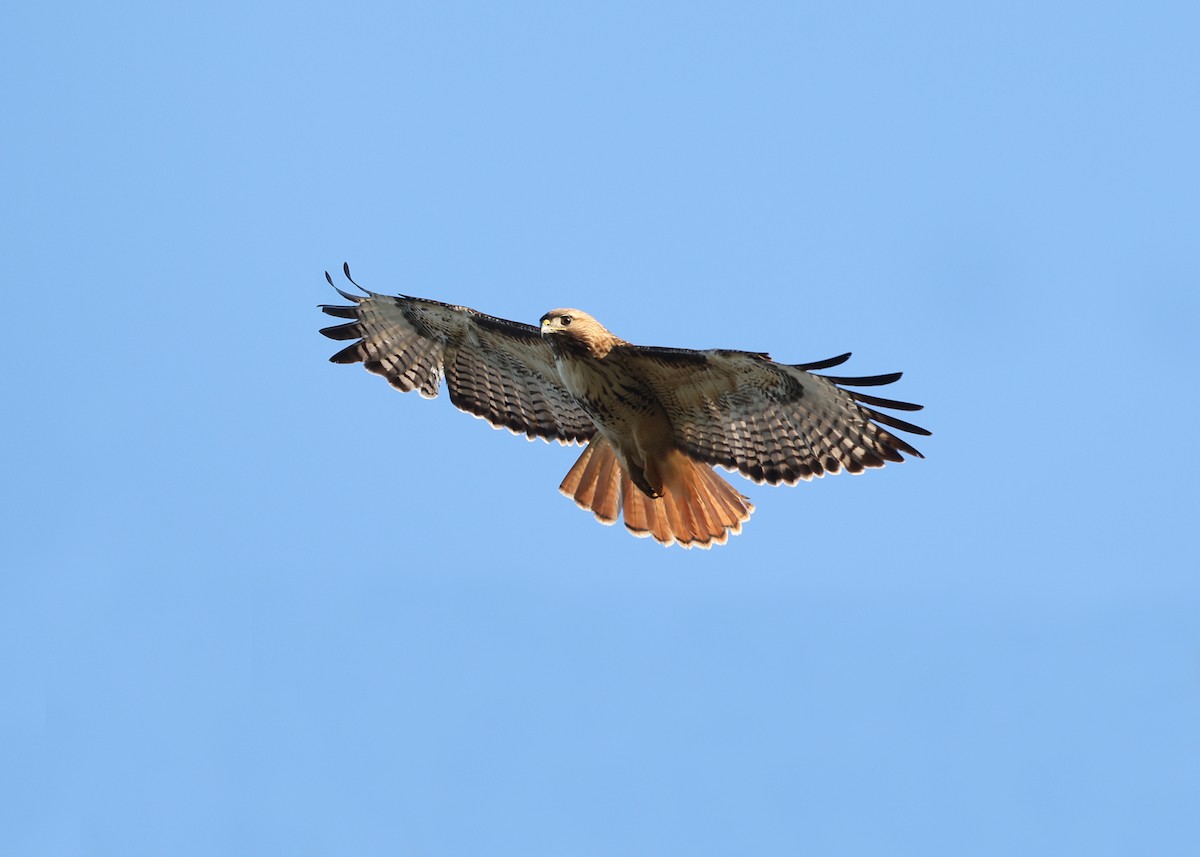 Red-tailed Hawk - ML585210751
