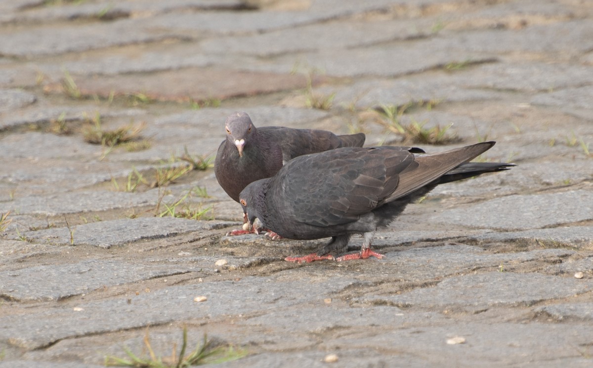 Rock Pigeon (Feral Pigeon) - ML585214061