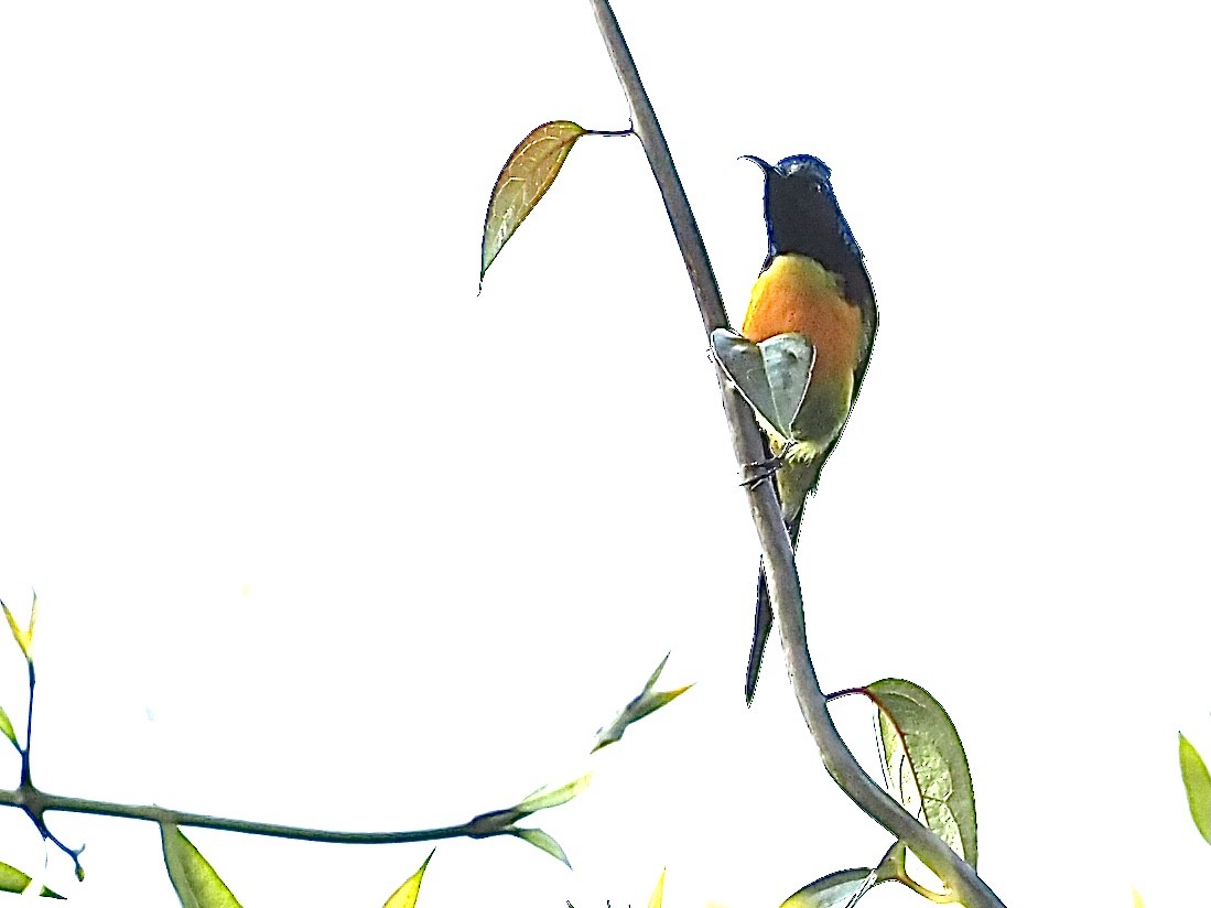 Green-tailed Sunbird (Green-tailed) - ML585215311