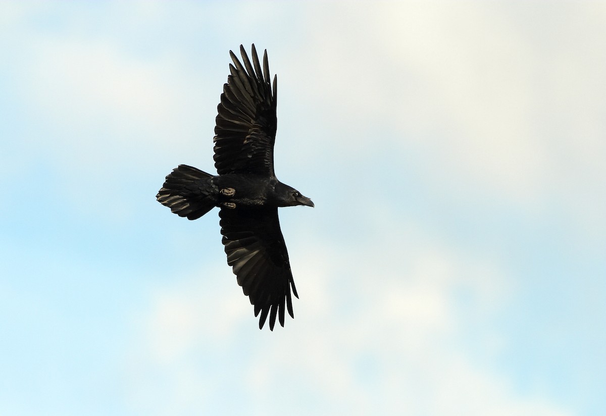 Common Raven - Graham Ella