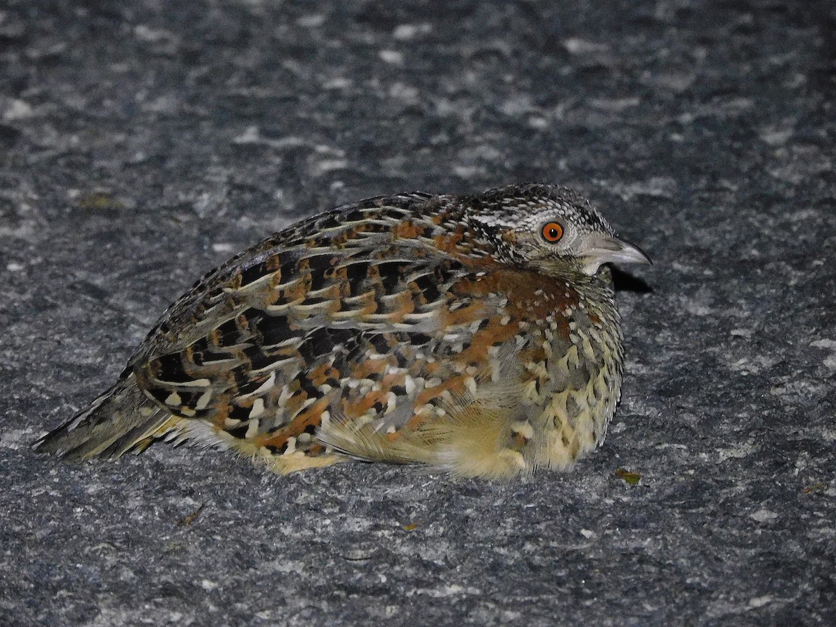 Painted Buttonquail - George Vaughan