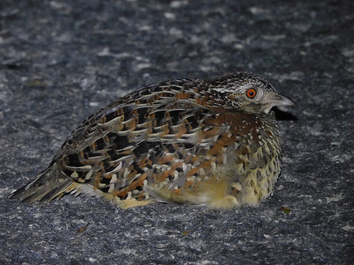 Painted Buttonquail - ML585215931