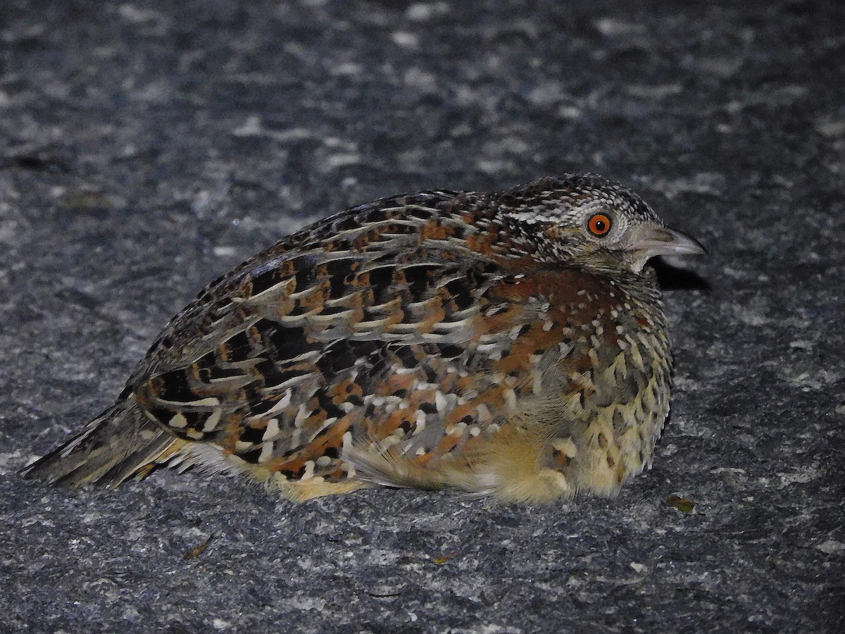 Painted Buttonquail - ML585215951