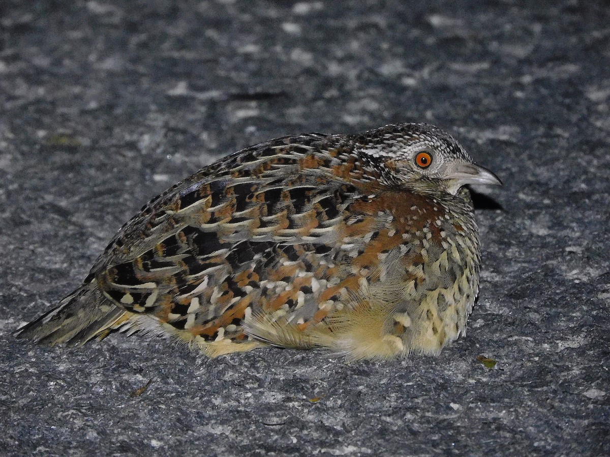 Painted Buttonquail - ML585215961