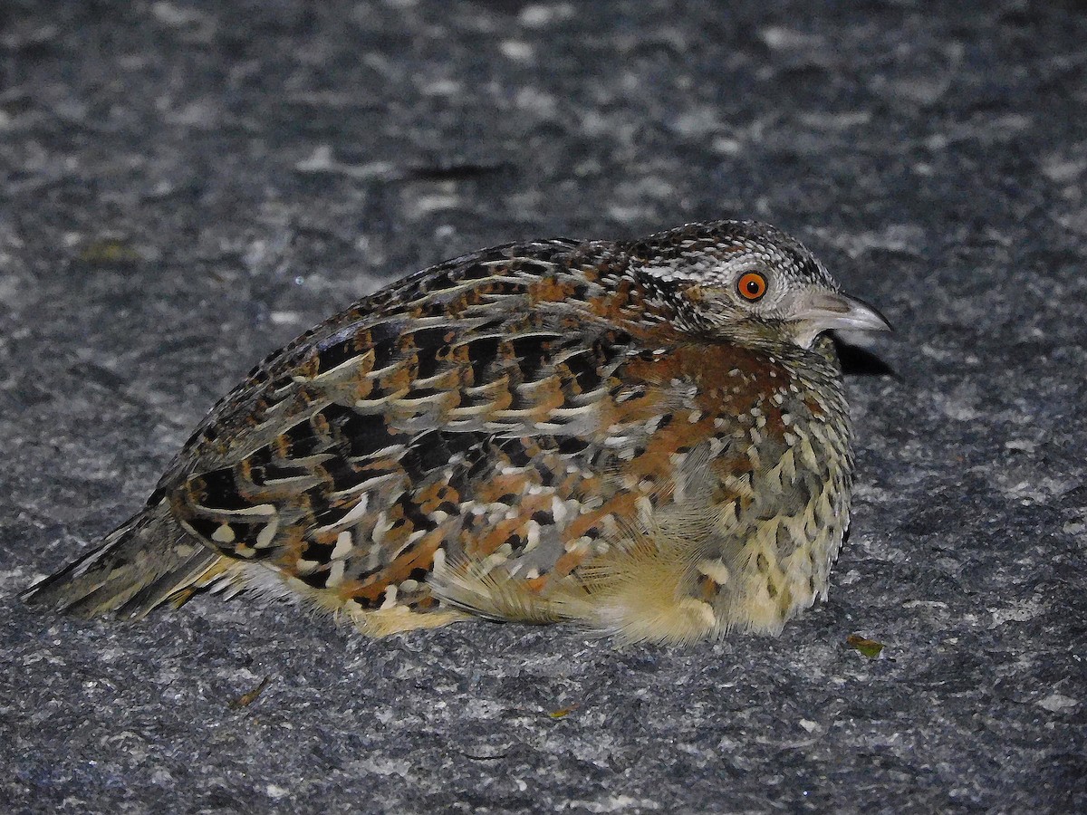 Painted Buttonquail - ML585215981