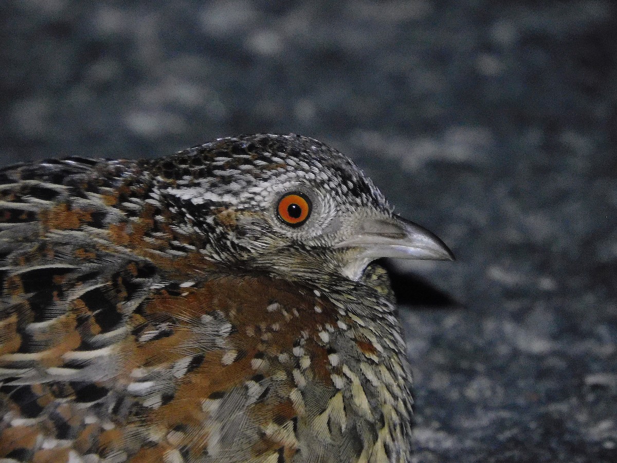 Painted Buttonquail - ML585215991