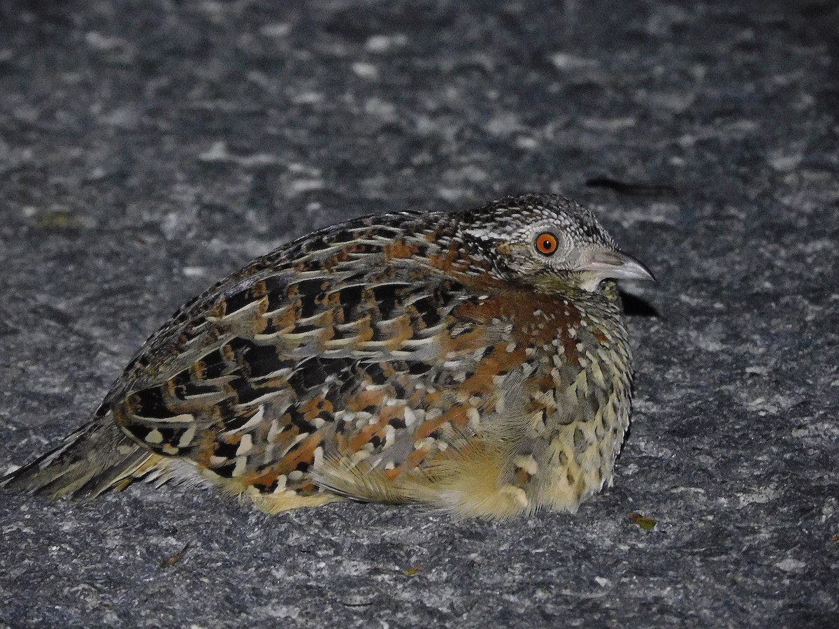 Painted Buttonquail - ML585216001