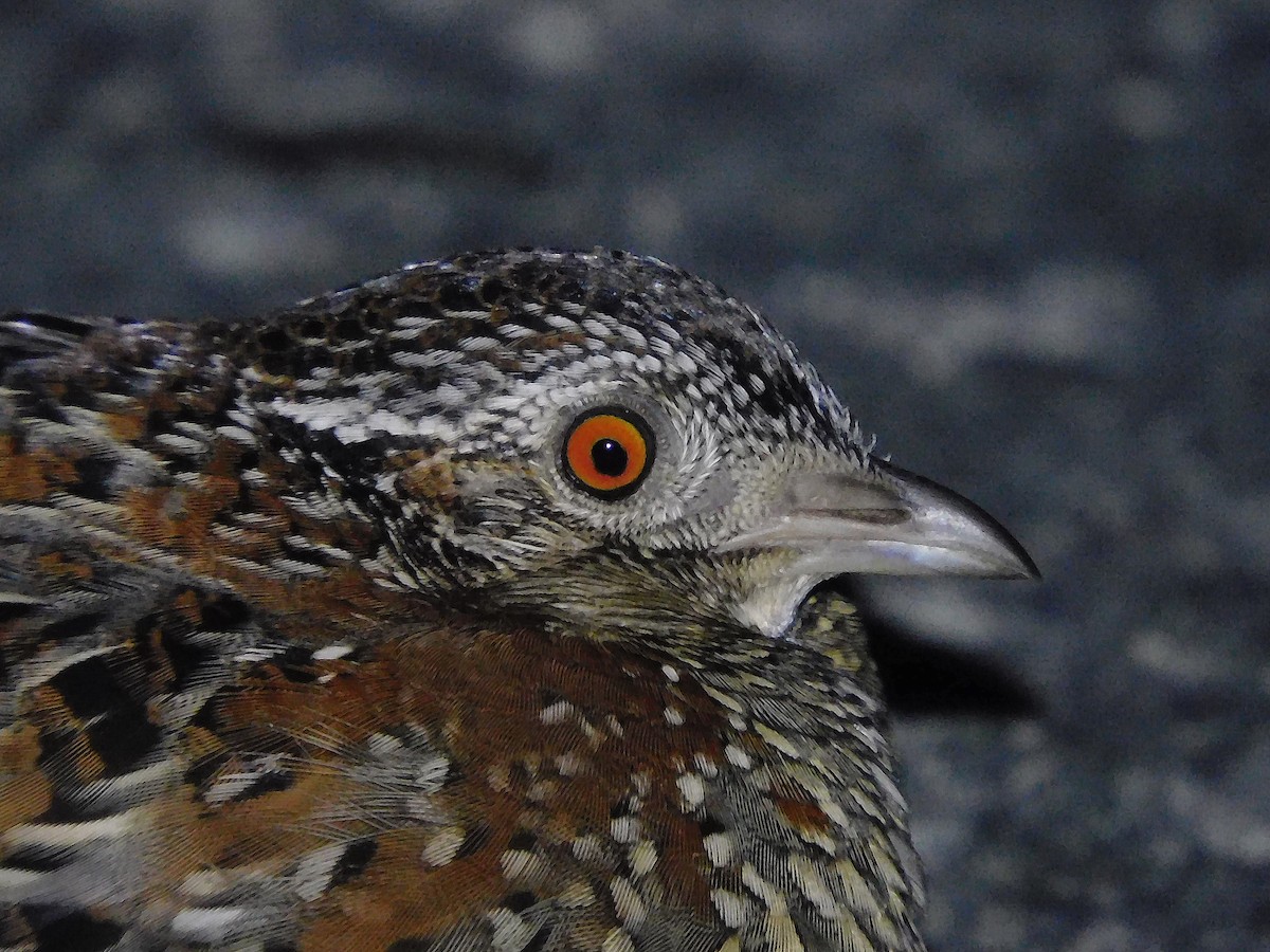 Painted Buttonquail - ML585216011