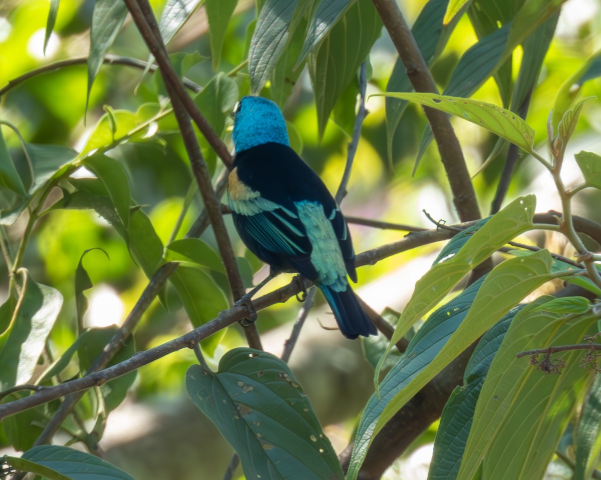 Blue-necked Tanager - ML585216261