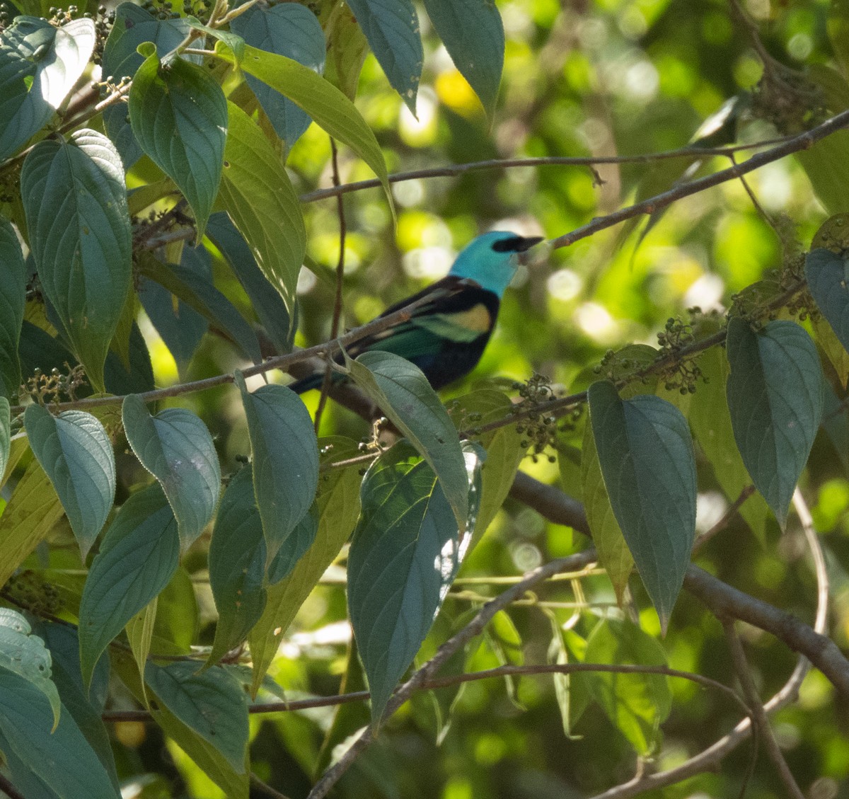 Blue-necked Tanager - ML585216271