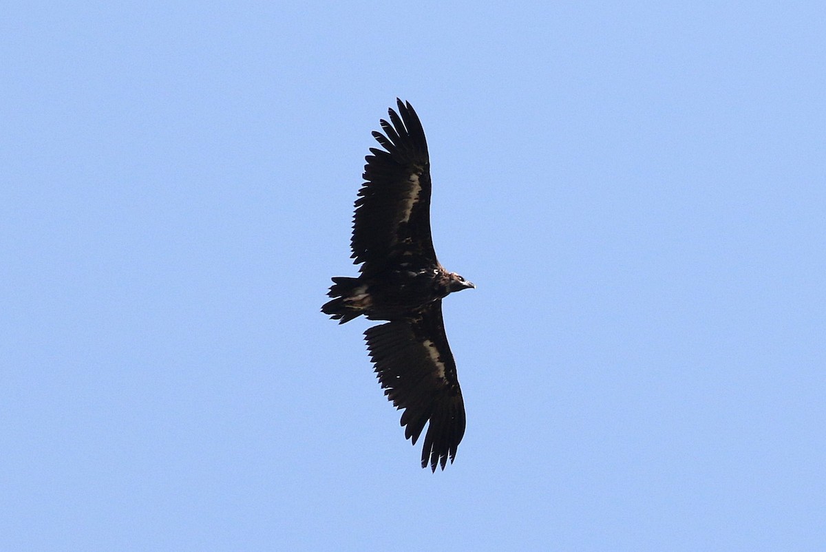 Cinereous Vulture - ML585219191