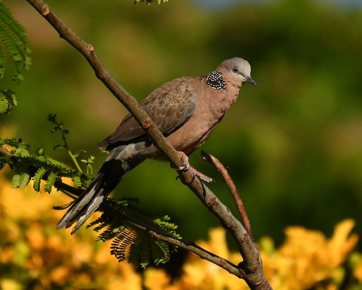 Spotted Dove - ML585222331