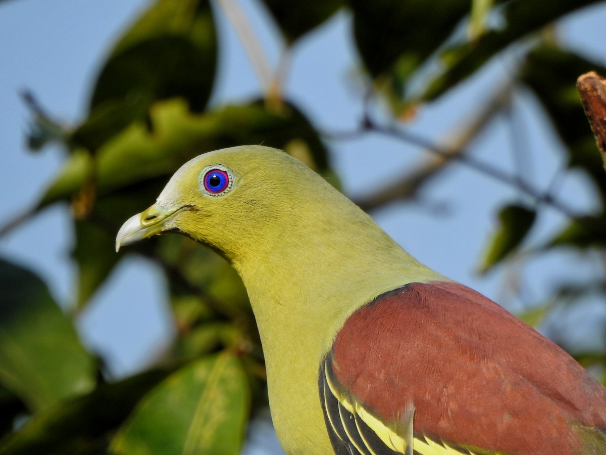 Gray-fronted Green-Pigeon - ML585222511