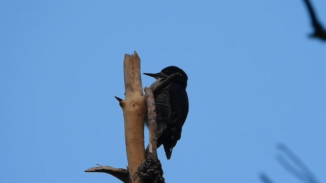 Black-backed Woodpecker - ML585222991