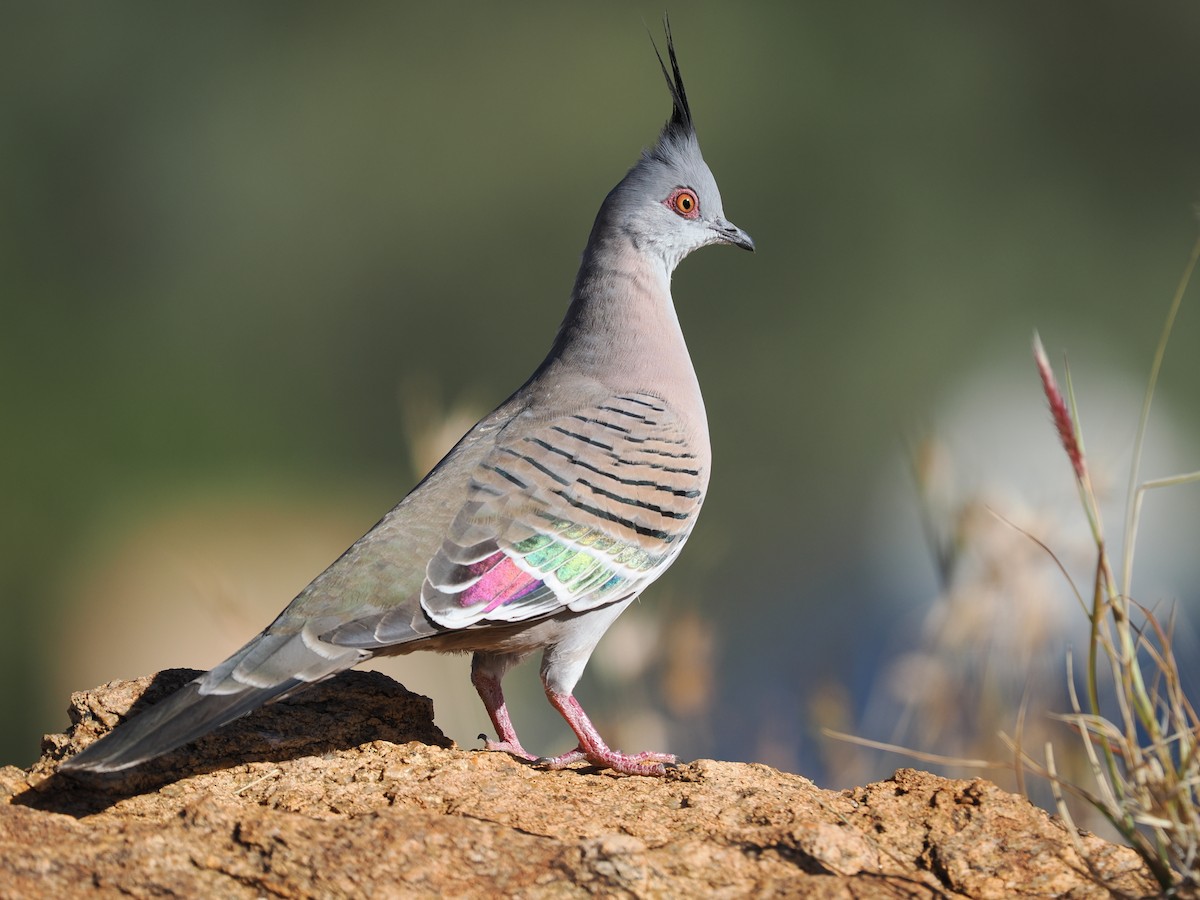Crested Pigeon - ML585225401