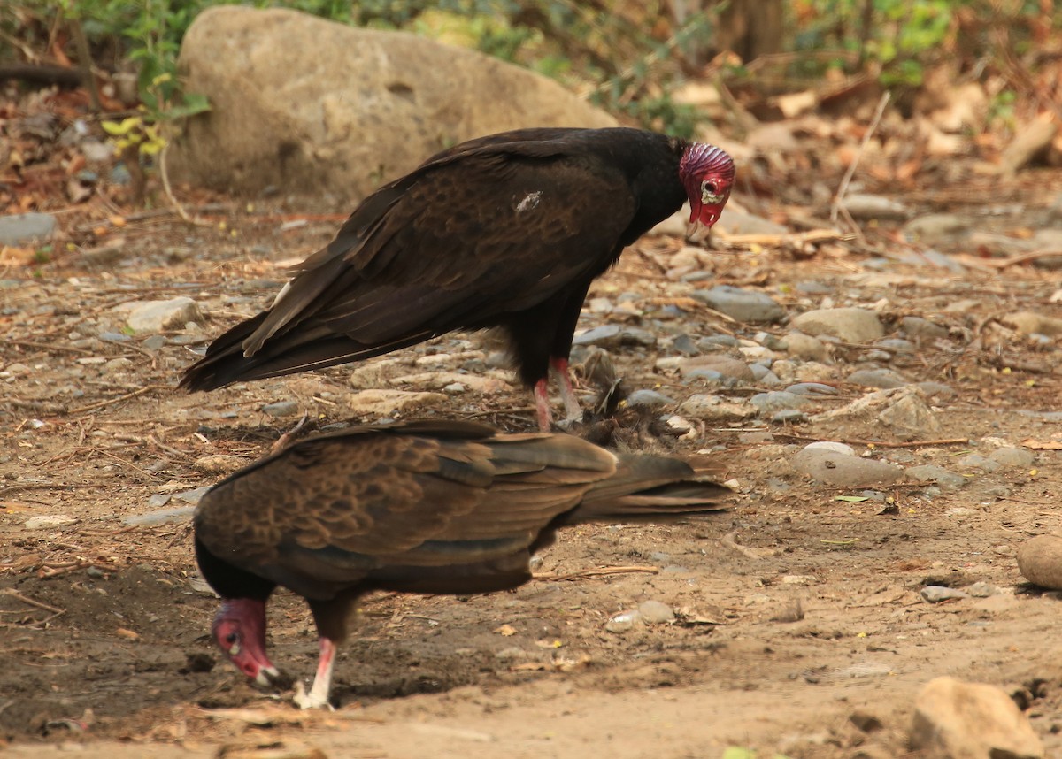 Turkey Vulture - ML58522701