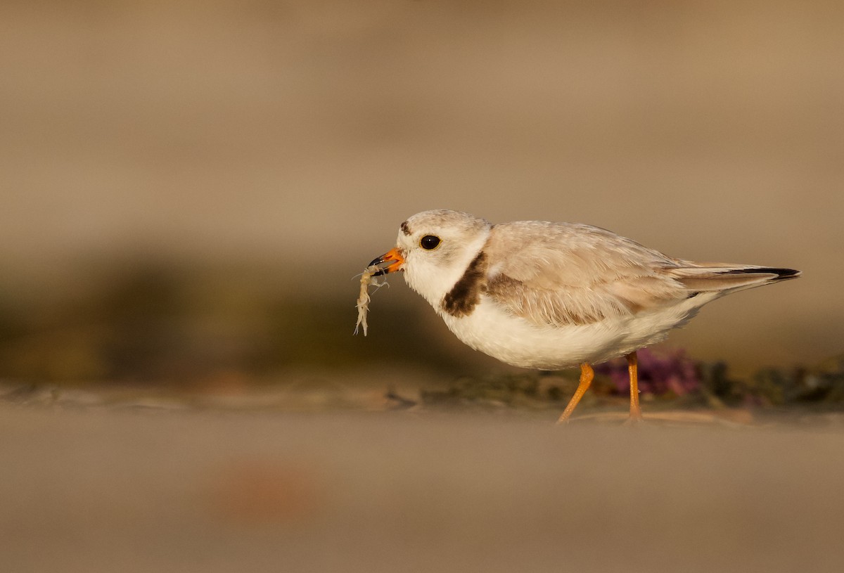 Piping Plover - ML585229011