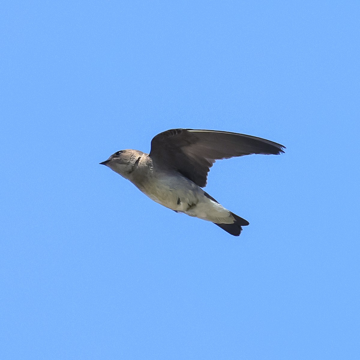 Northern Rough-winged Swallow - Robert Ake