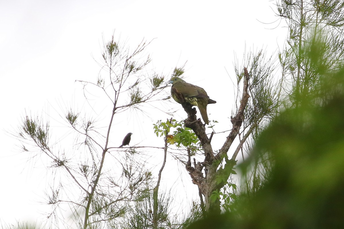 Whistling Green-Pigeon - ML585234591