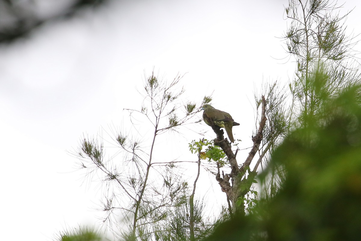 Whistling Green-Pigeon - ML585234601