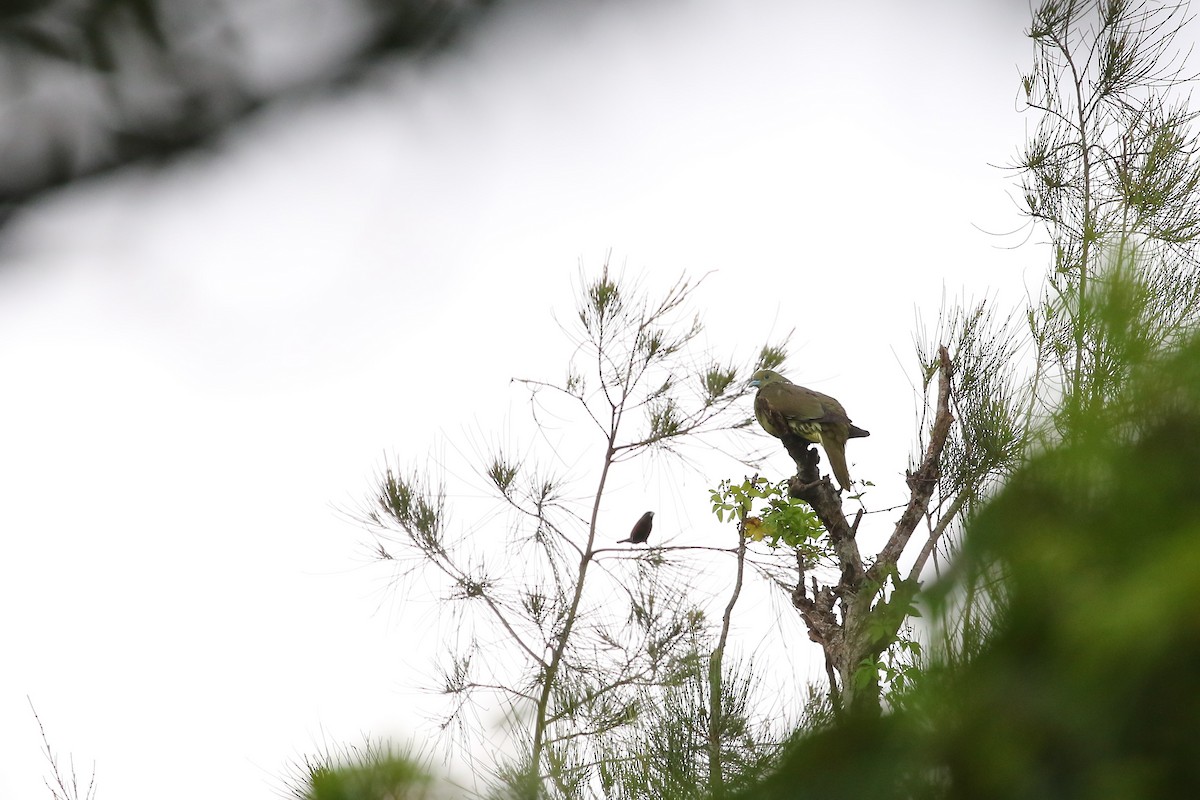 Whistling Green-Pigeon - ML585234611