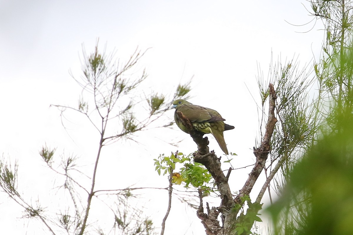 Whistling Green-Pigeon - ML585234621