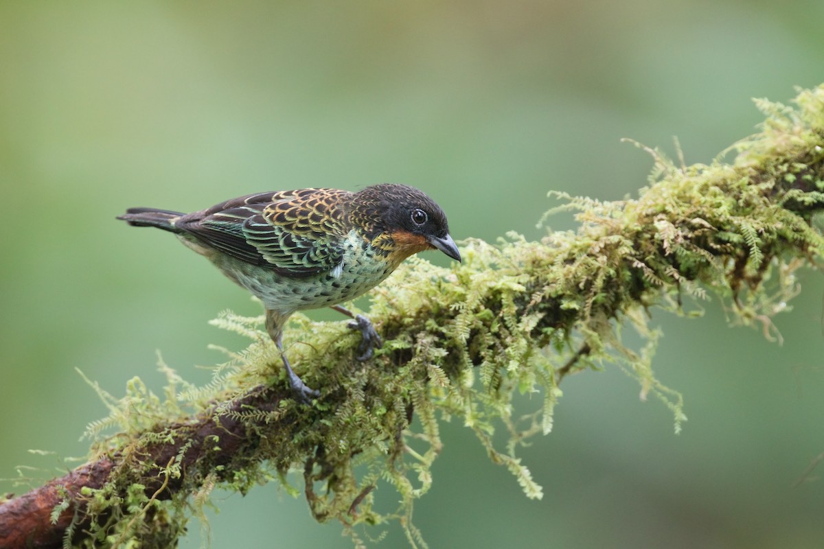 Rufous-throated Tanager - ML585236391