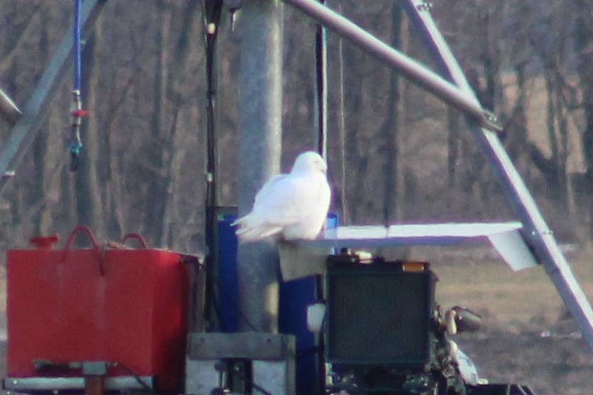 Белая сова - ML585239231