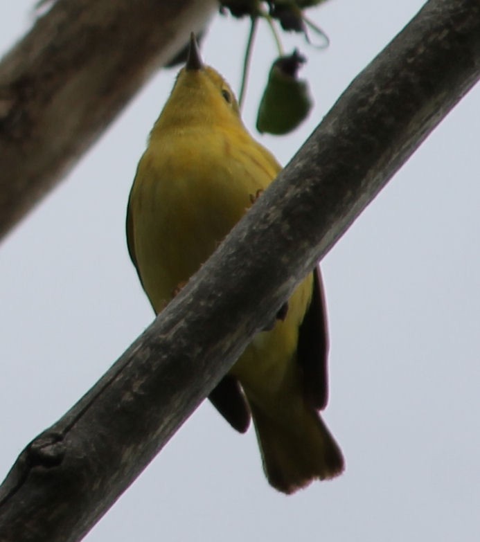 Yellow Warbler - ML58524341