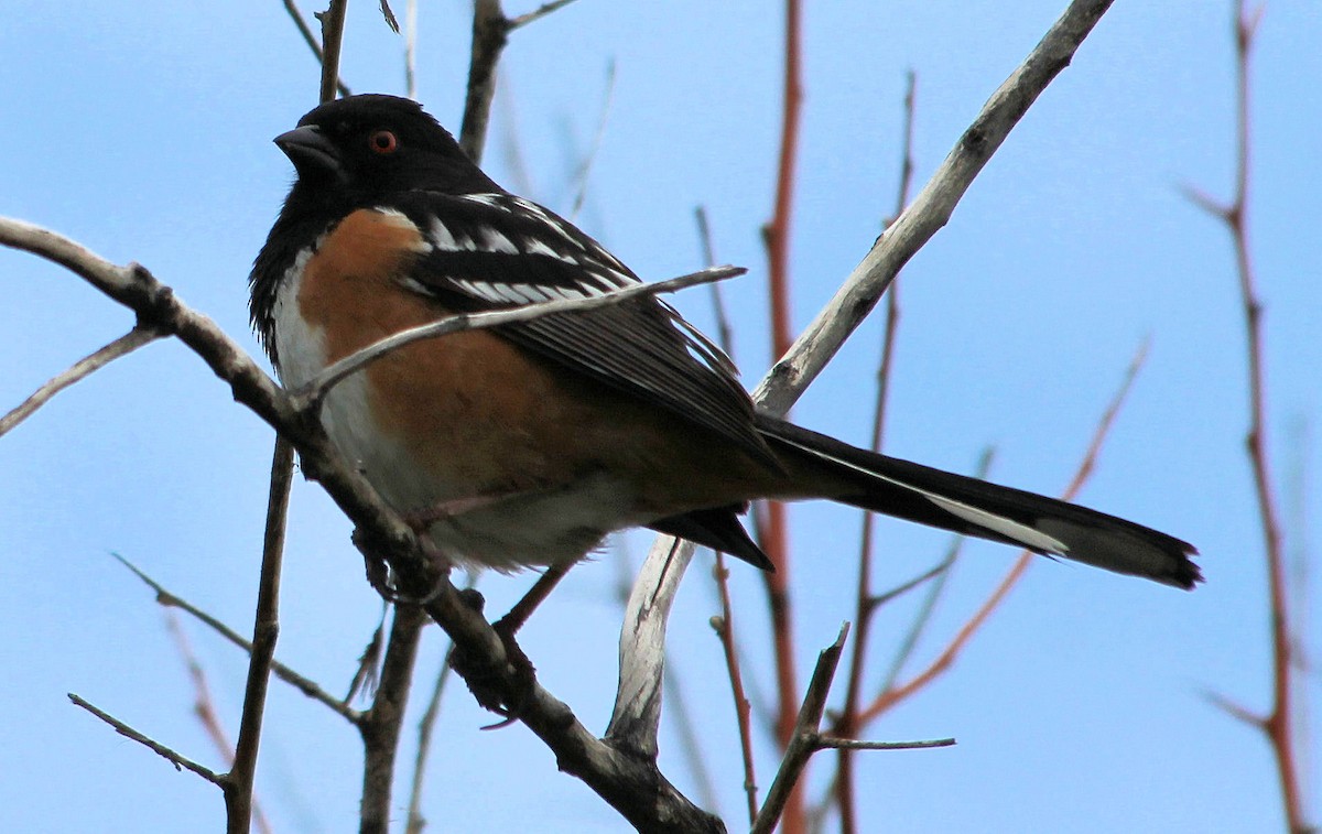 Spotted Towhee - ML58524391