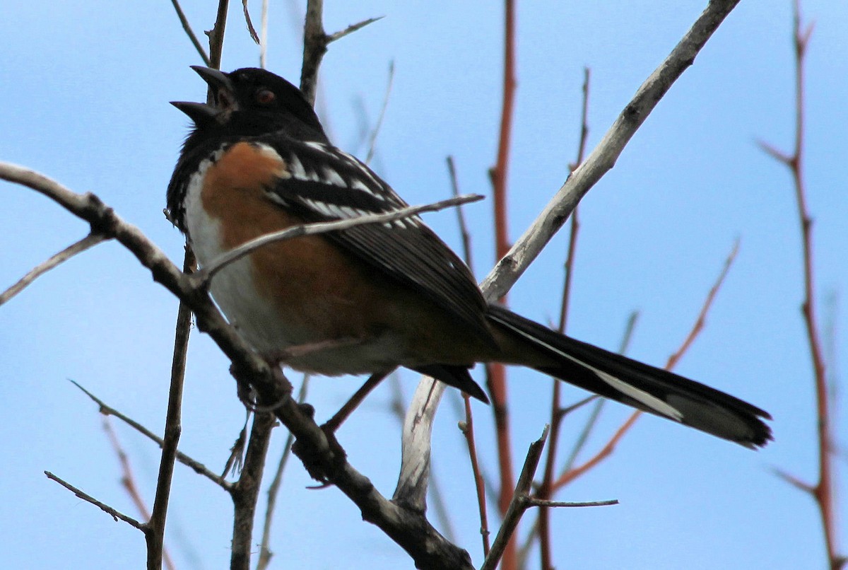 Spotted Towhee - ML58524401