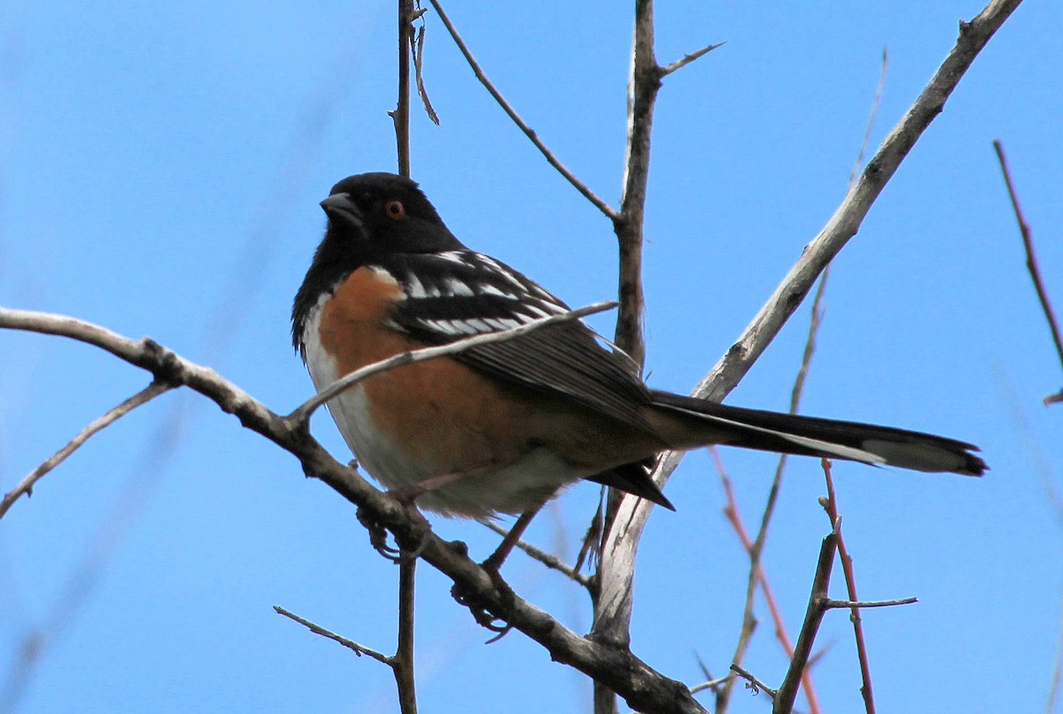 Spotted Towhee - ML58524411