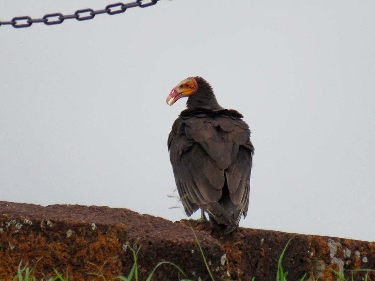 Lesser Yellow-headed Vulture - ML585245351