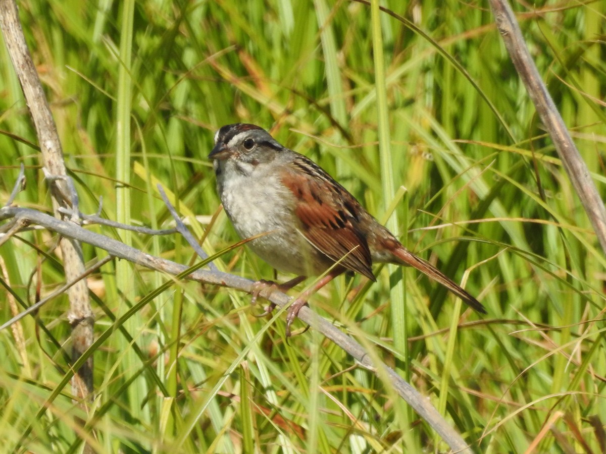 Swamp Sparrow - ML585245661