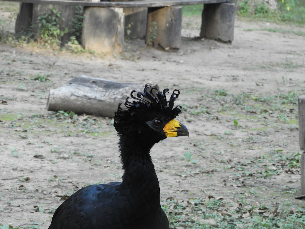 Bare-faced Curassow - ML585246291