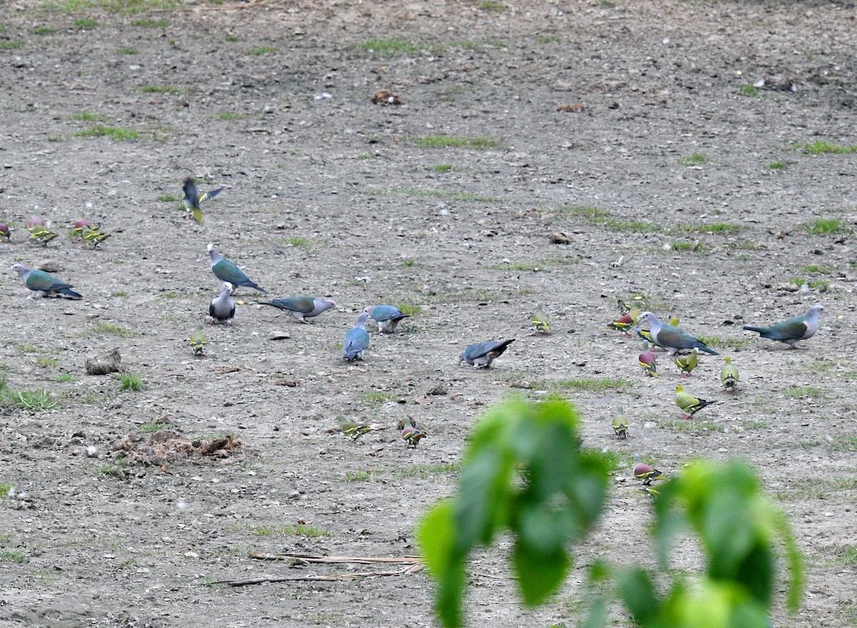 Green Imperial-Pigeon - ML585246311
